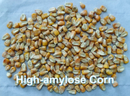 Stärke-hohe Amylosen-Maisstärke SCHINKEN Mais Prebiotic beständige lösliche Ballaststoffe